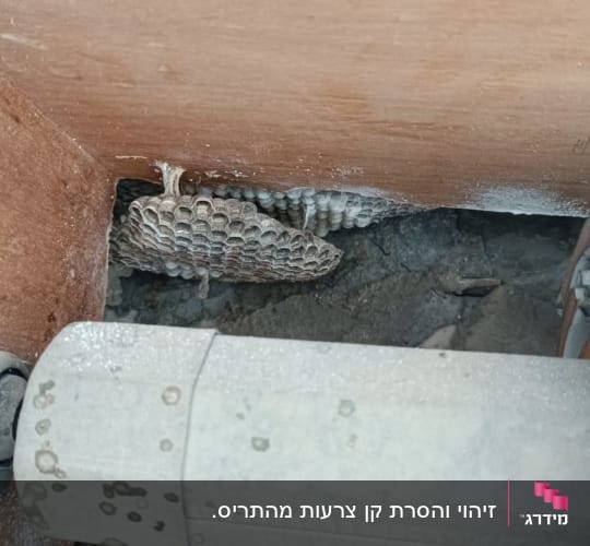 קן צרעות מתחת לצינור במבנה